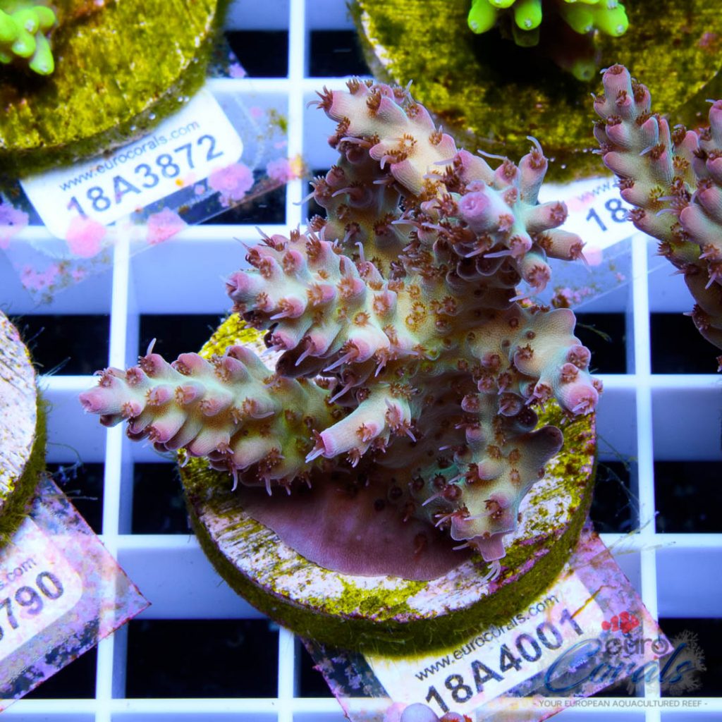 EC Rainbow Shortcake Acro SUPER RARE