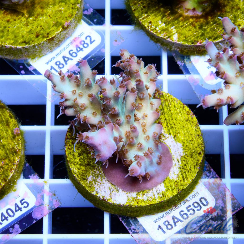 EC Rainbow Shortcake Acro SUPER RARE