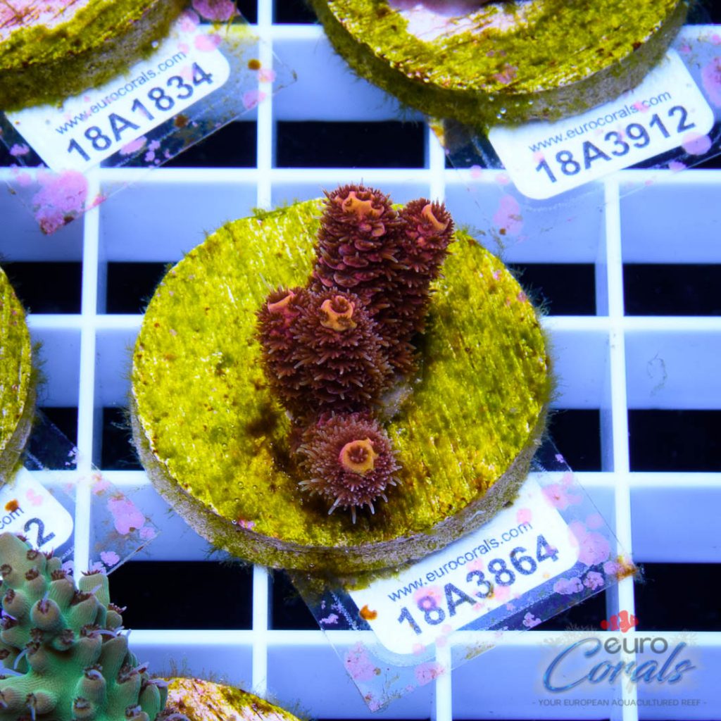 EC Pink Lemon Head Mille