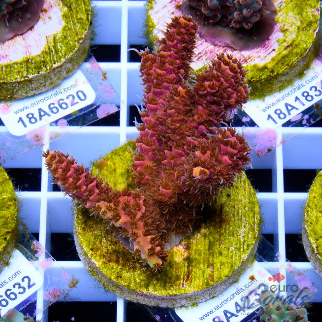 EC Pink Lemon Head Mille