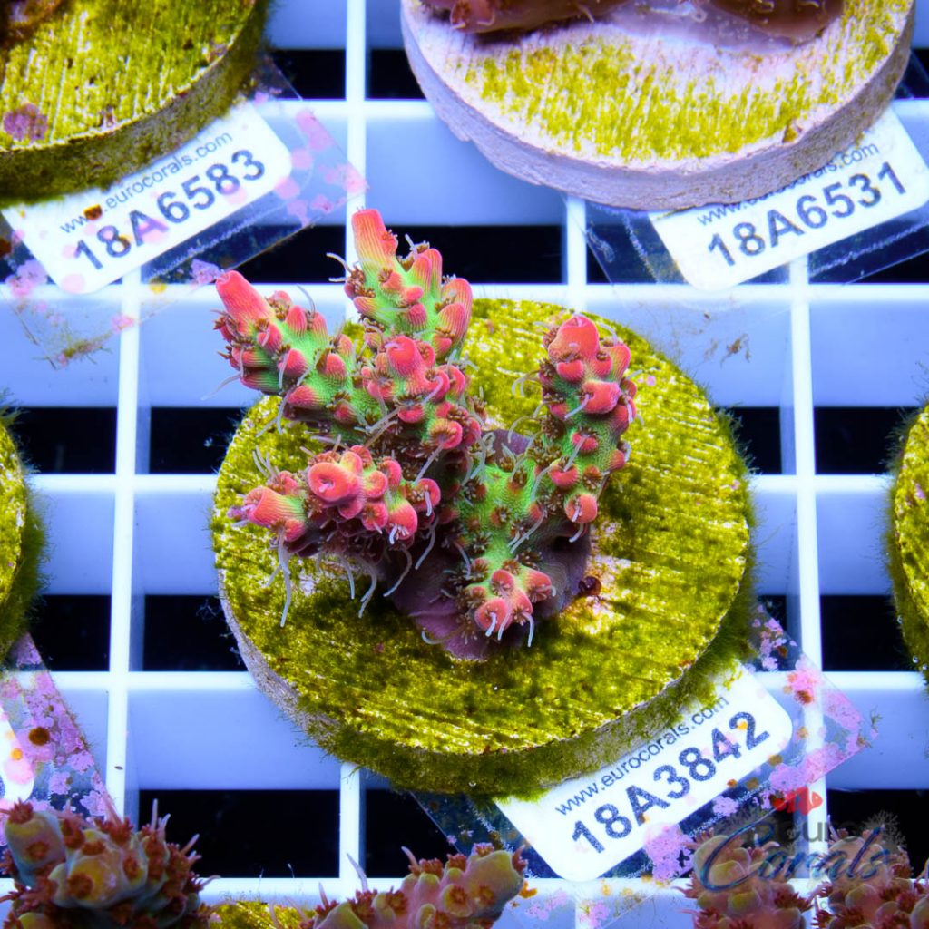 EC Bonsai Hyperberry RARE