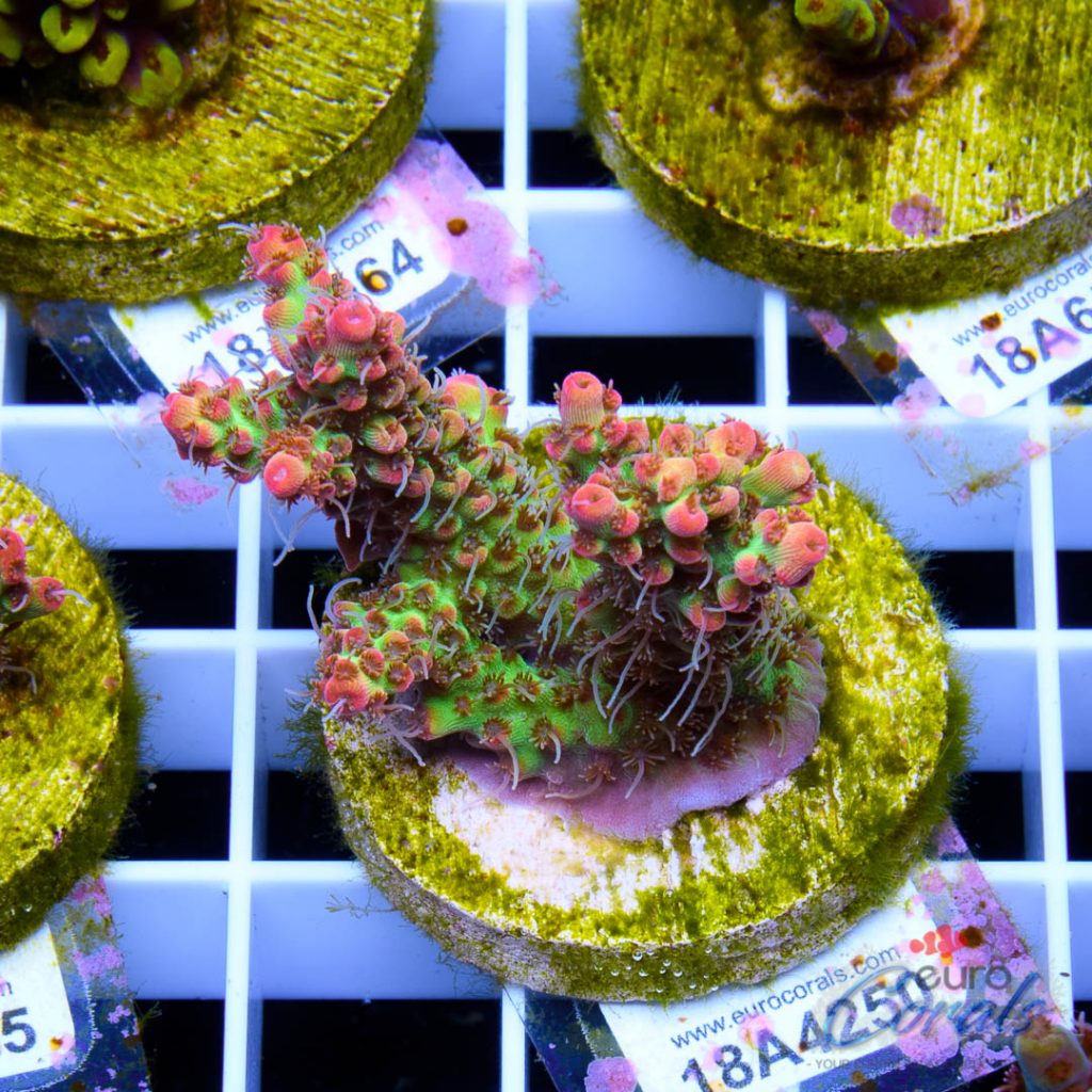 EC Bonsai Hyperberry RARE