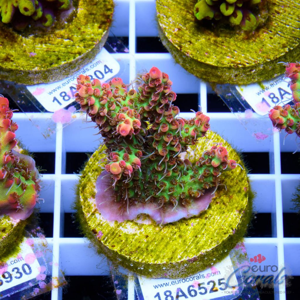 EC Bonsai Hyperberry RARE
