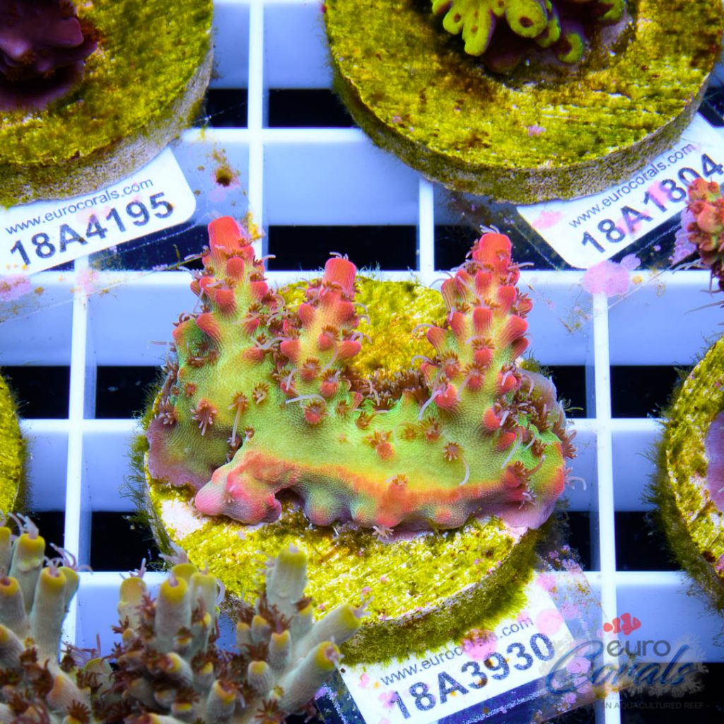 EC Bonsai Hyperberry RARE