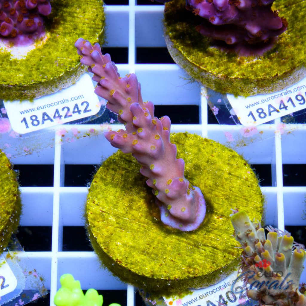 EC Rainbow Flamingo Yellow Polyps