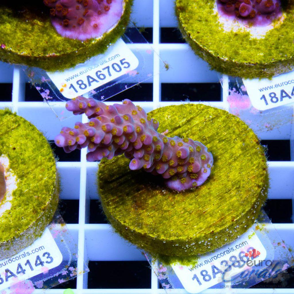 EC Rainbow Flamingo Yellow Polyps