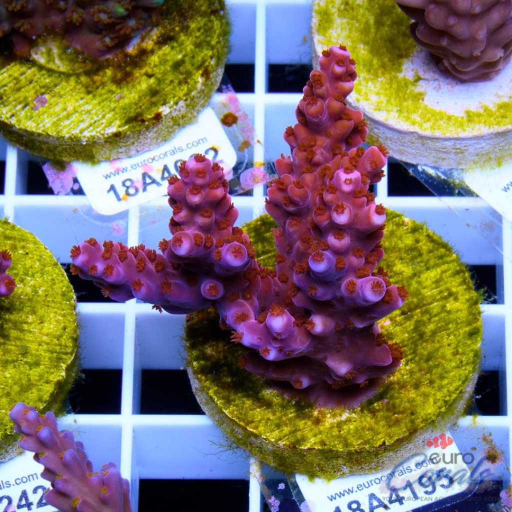 EC Fireworks Acro RARE