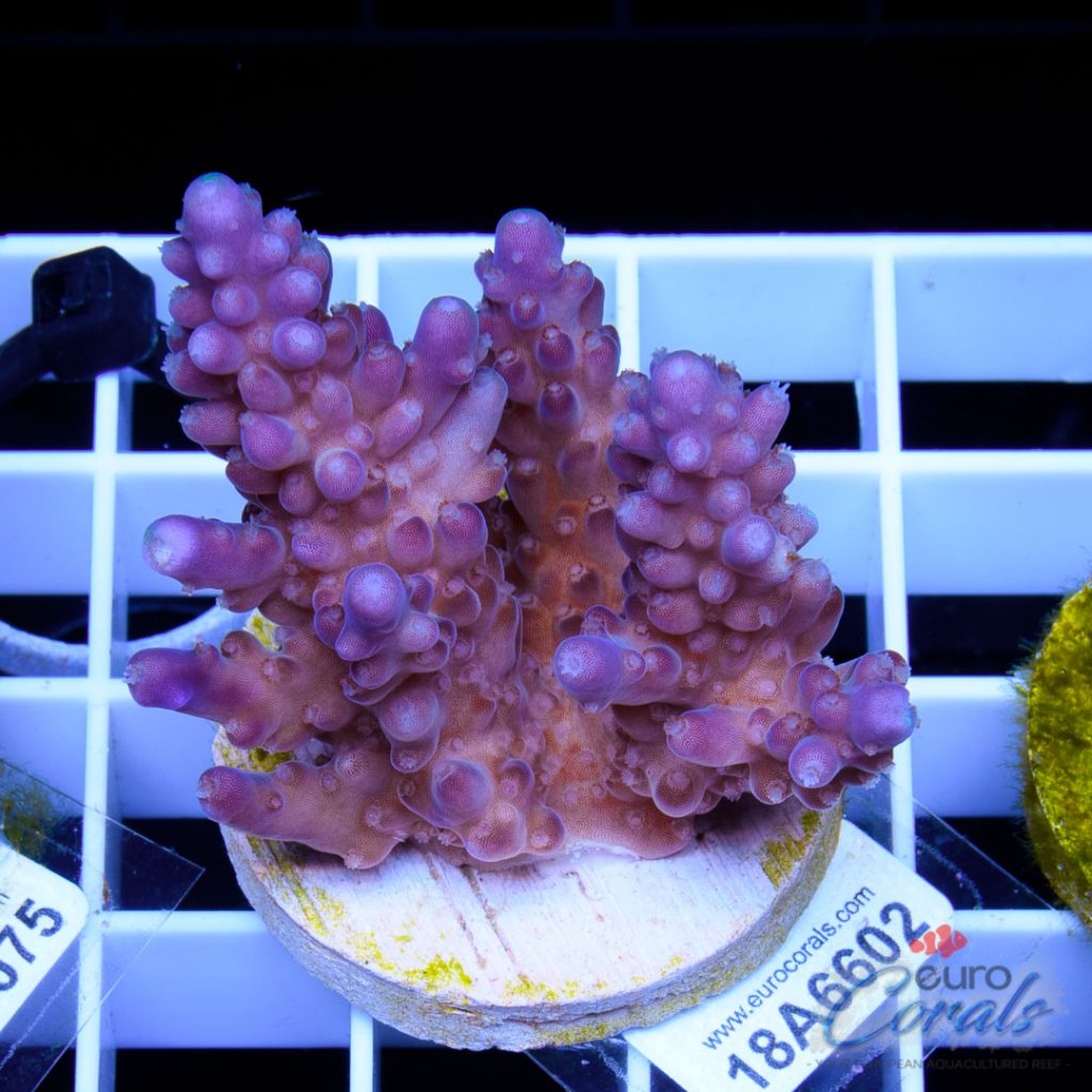 EC Purple Devil White Polyps