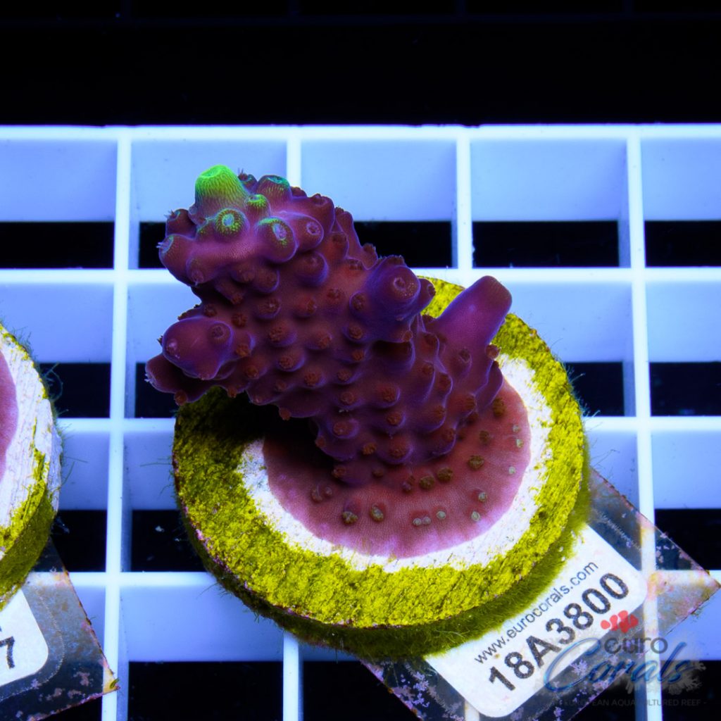 EC Bonsai Black Pearl Acro