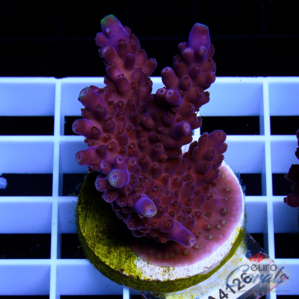 EC Bonsai Black Pearl Acro