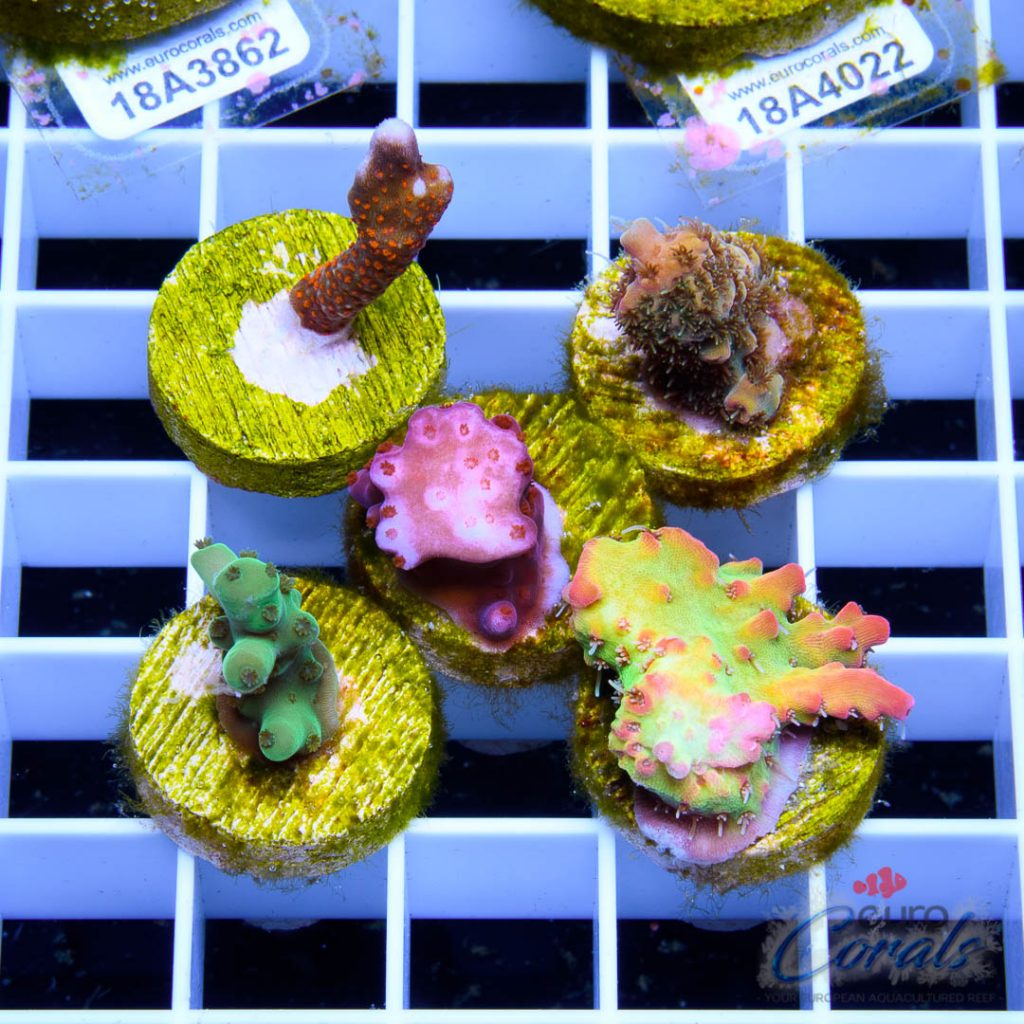 EC Premium 5 SPS Pack