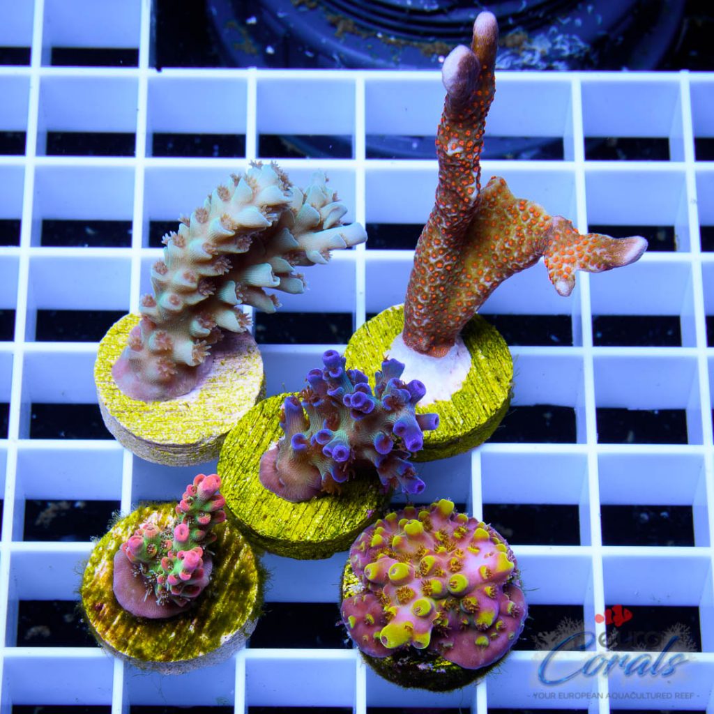 EC Premium 5 SPS Pack