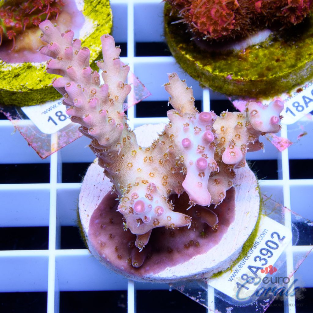 EC Pink Diamond Acro RARE