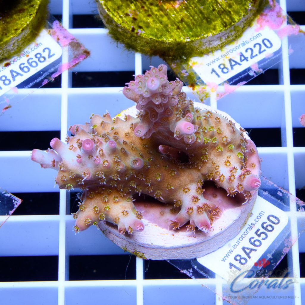 EC Pink Diamond Acro RARE