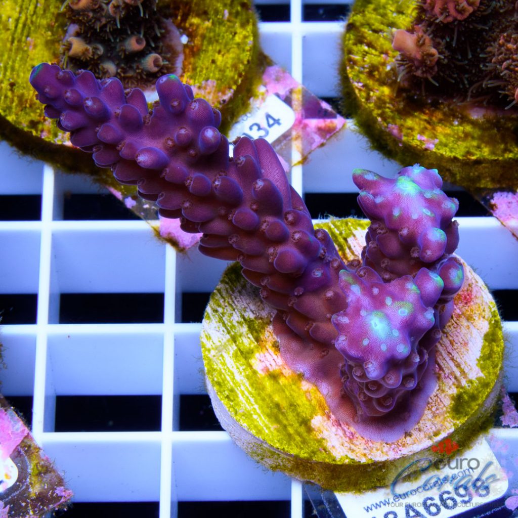 EC Purple Monster Acro