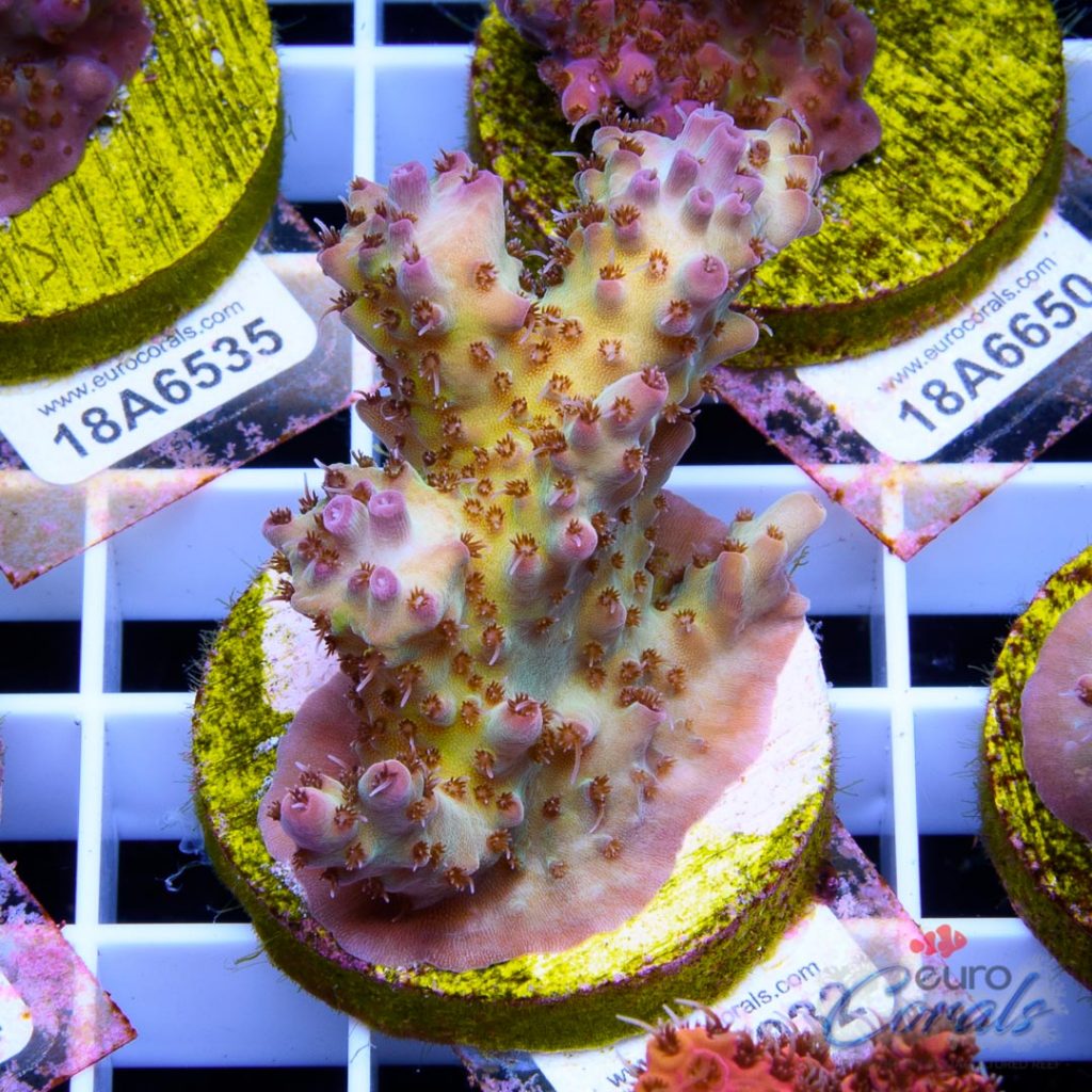 EC Rainbow Shortcake Acro SUPER RARE