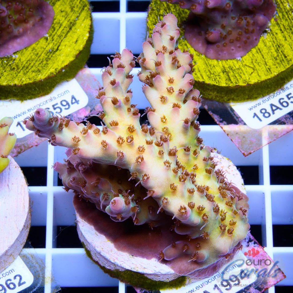 EC Rainbow Shortcake Acro SUPER RARE