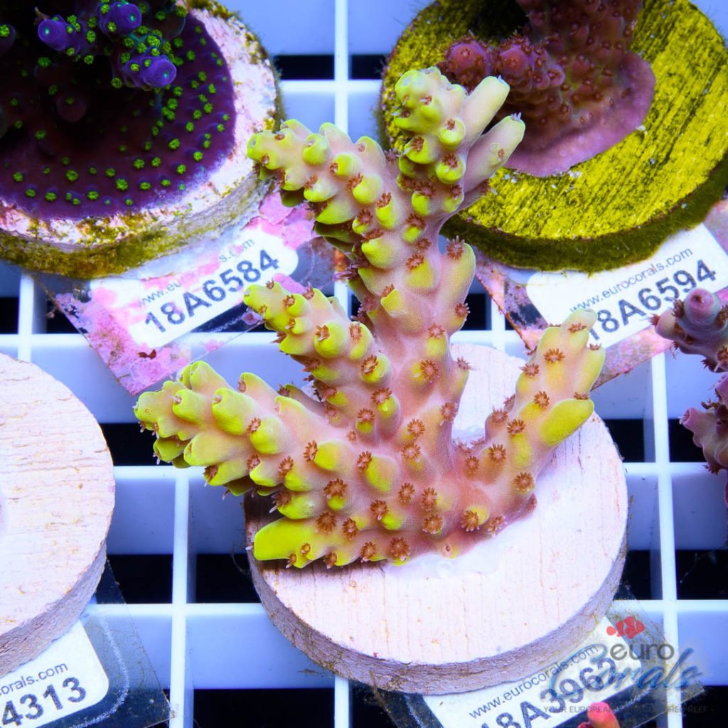EC Pikachu Red Polyp Acro