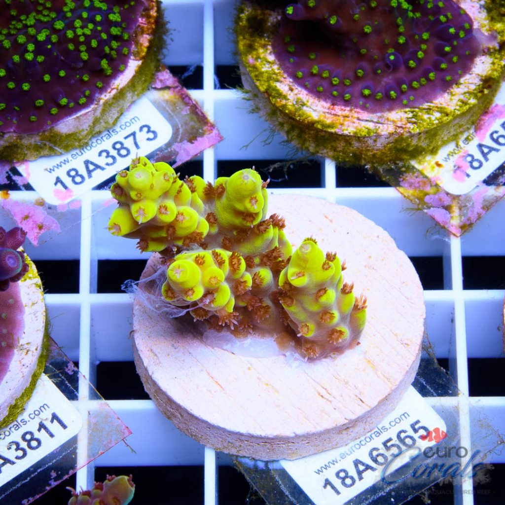 EC Pikachu Red Polyp Acro
