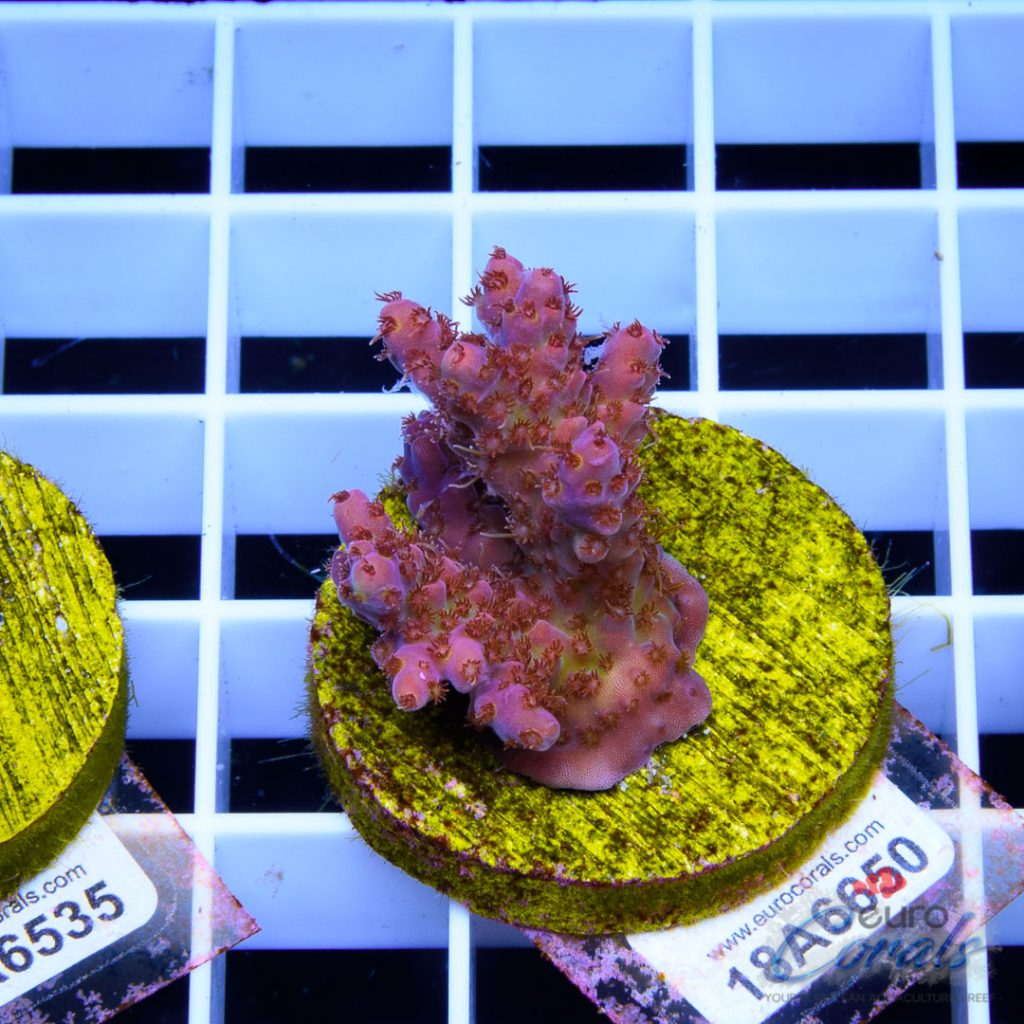 EC Wonka Berry Acro RARE