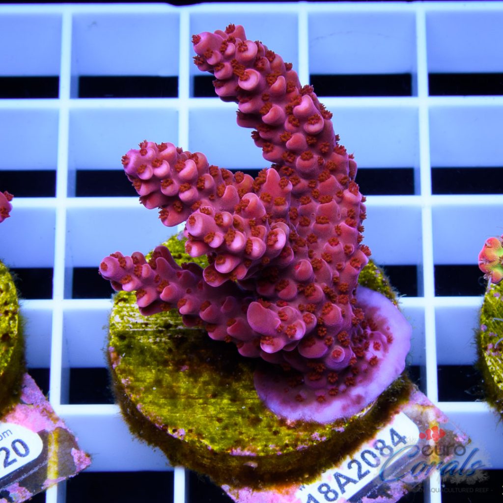 EC Fireworks Acro RARE