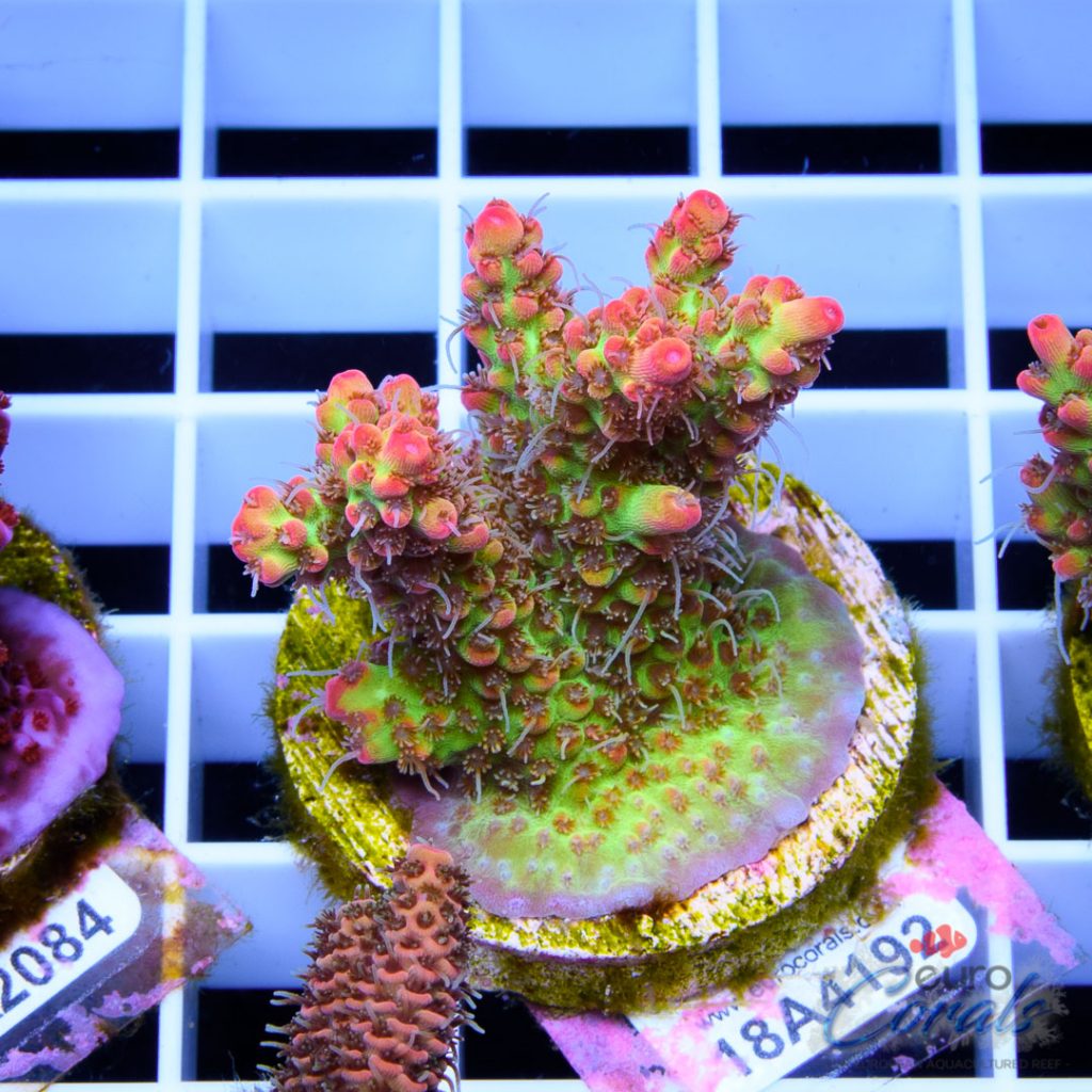 EC Bonsai Hyperberry RARE