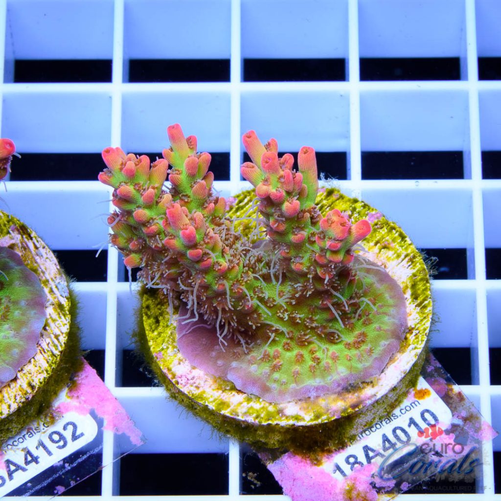 EC Bonsai Hyperberry RARE