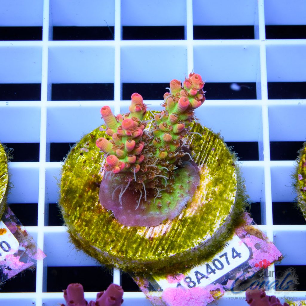 EC Bonsai Hyperberry RARE
