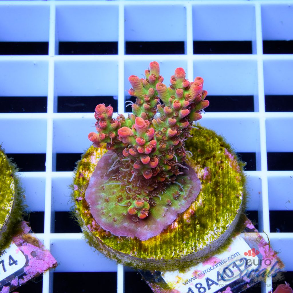 EC Bonsai Hyperberry RARE