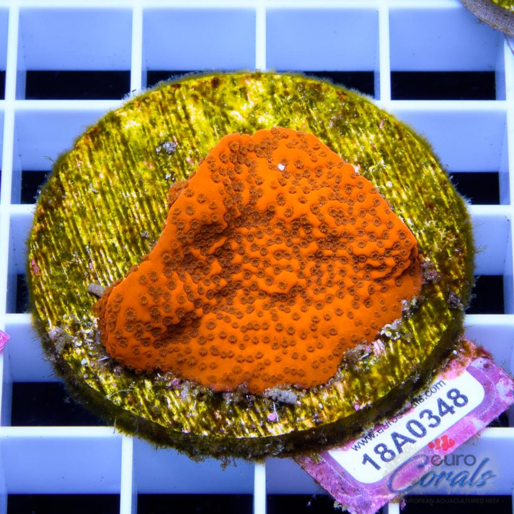 EC Orange Encrusting Monti
