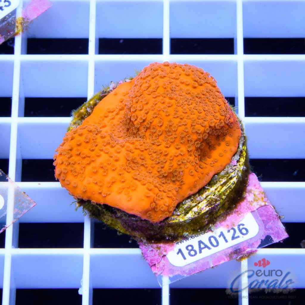 EC Orange Encrusting Monti