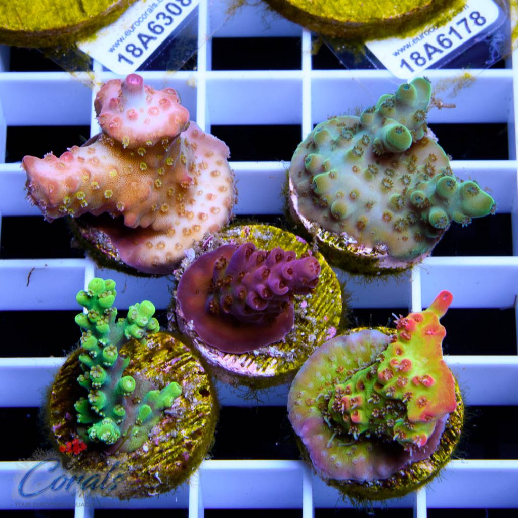 EC Premium 5 SPS Pack