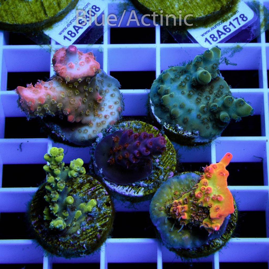 EC Premium 5 SPS Pack - Image 2