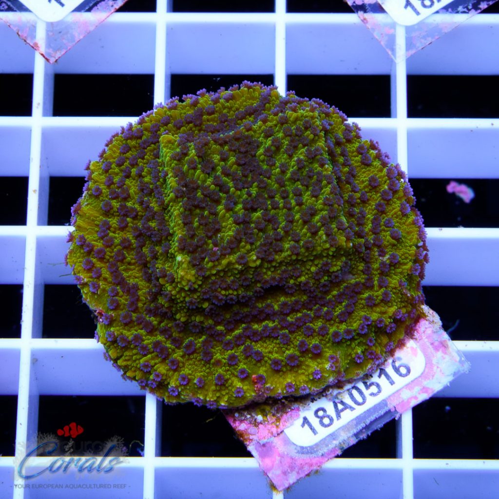 EC Reverse Pockerstars Monti