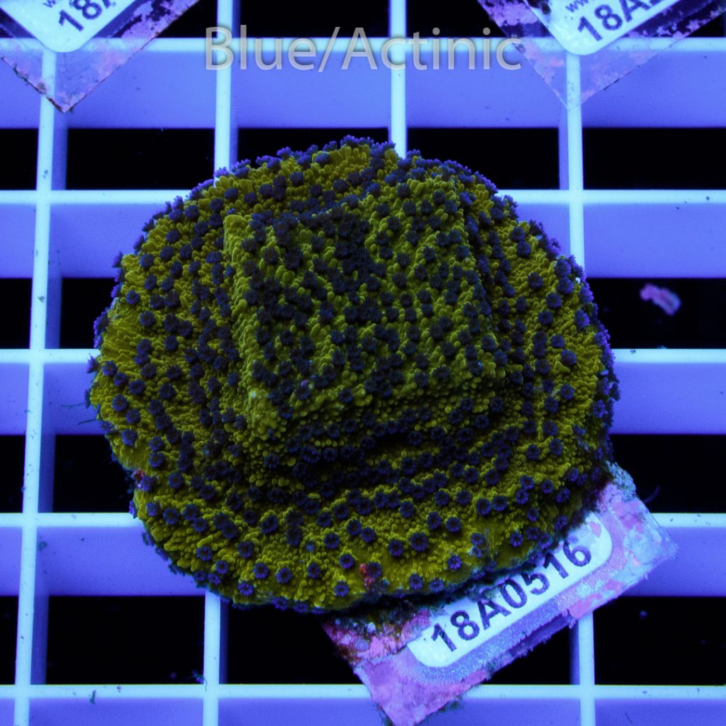 EC Reverse Pockerstars Monti - Image 2
