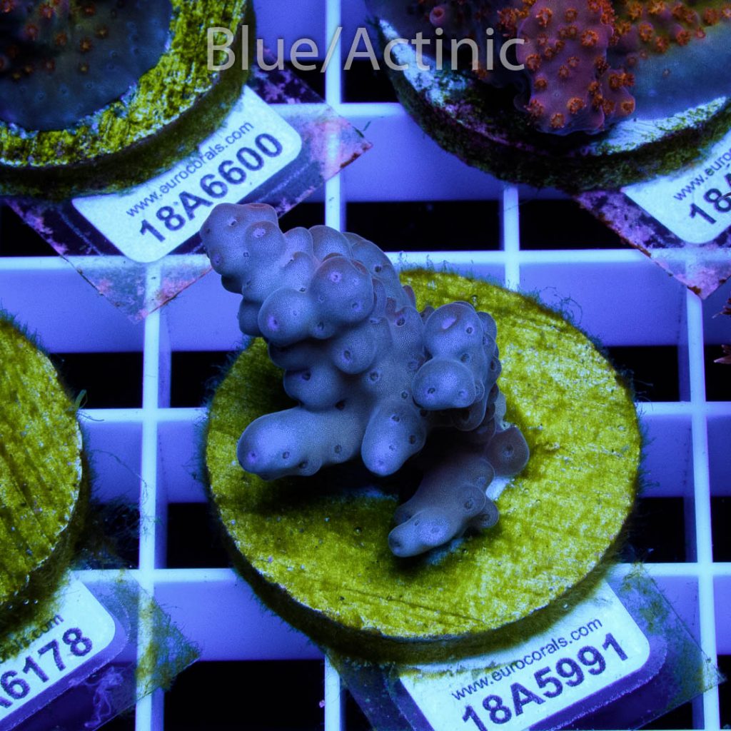 EC Purple Candle Acro - Image 2