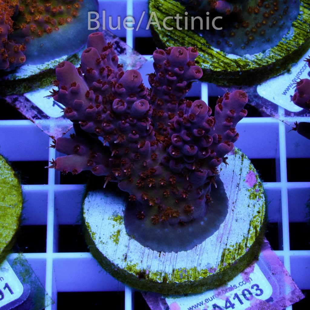 EC 500 Degree Red Acro - Image 2
