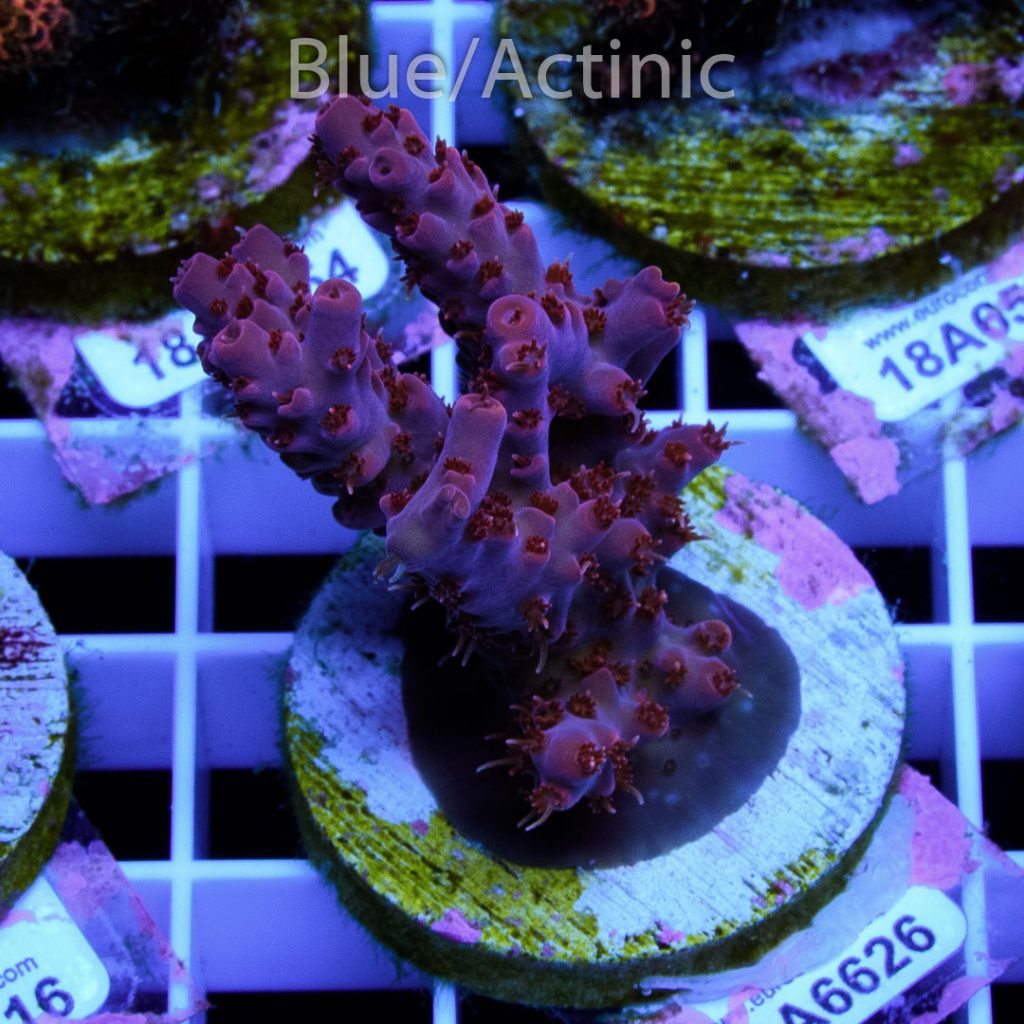 EC 500 Degree Red Acro - Image 2