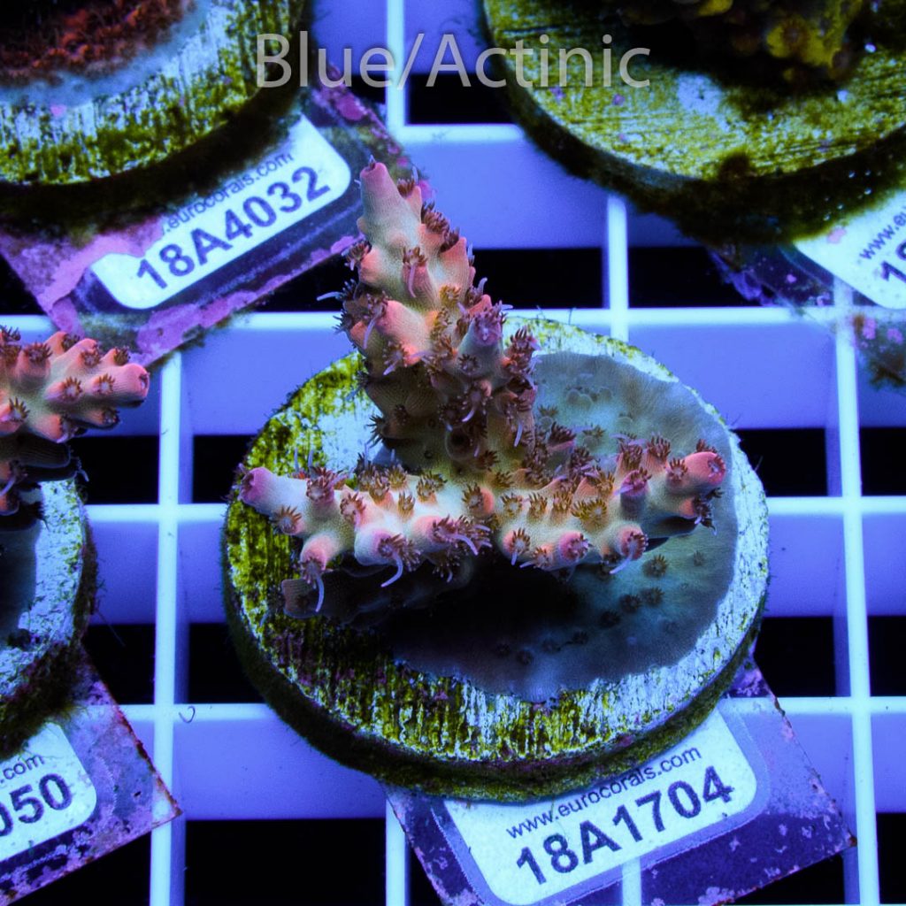 EC Rainbow Shortcake Acro SUPER RARE - Image 2