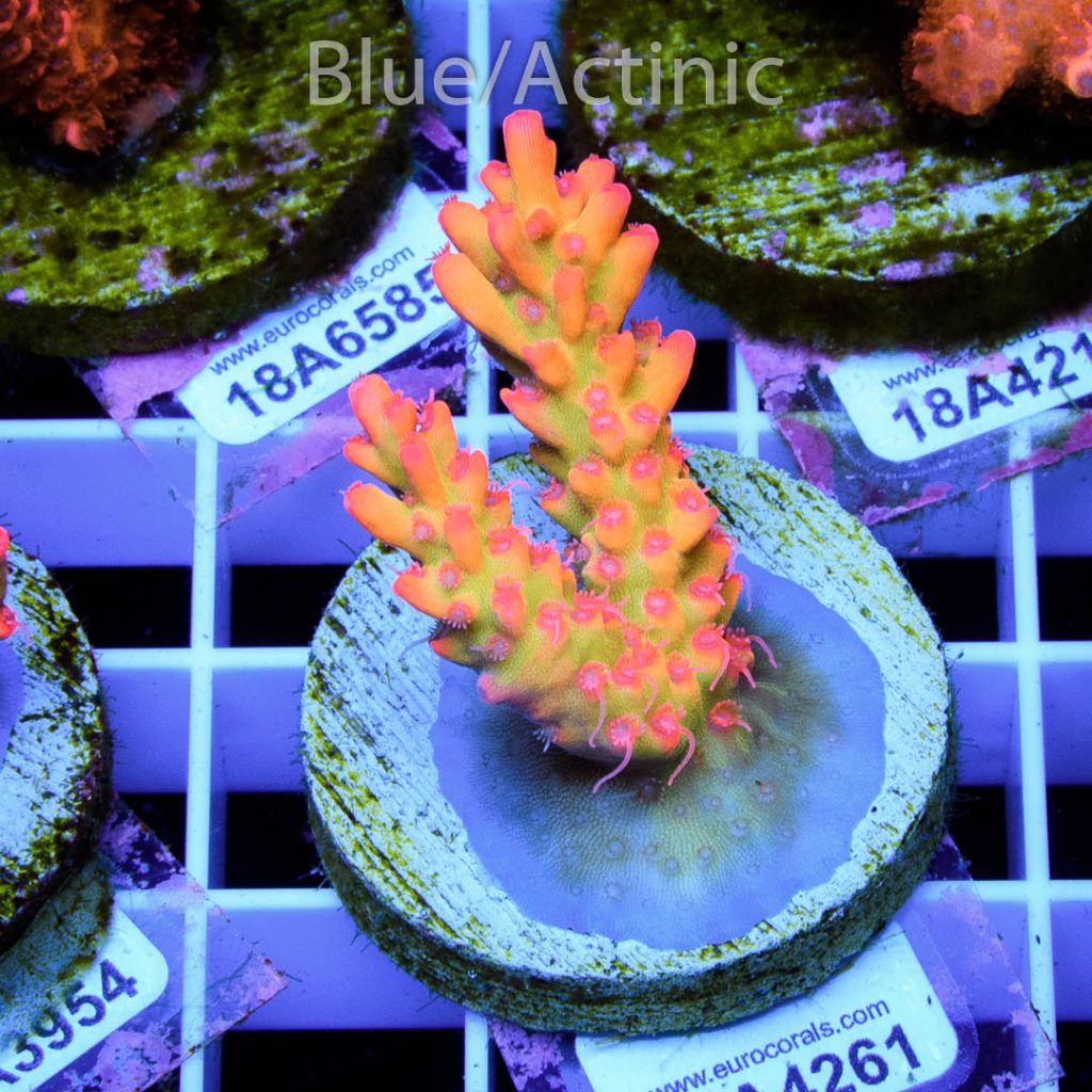 EC Super Raspberry Shortcake RARE - Image 2