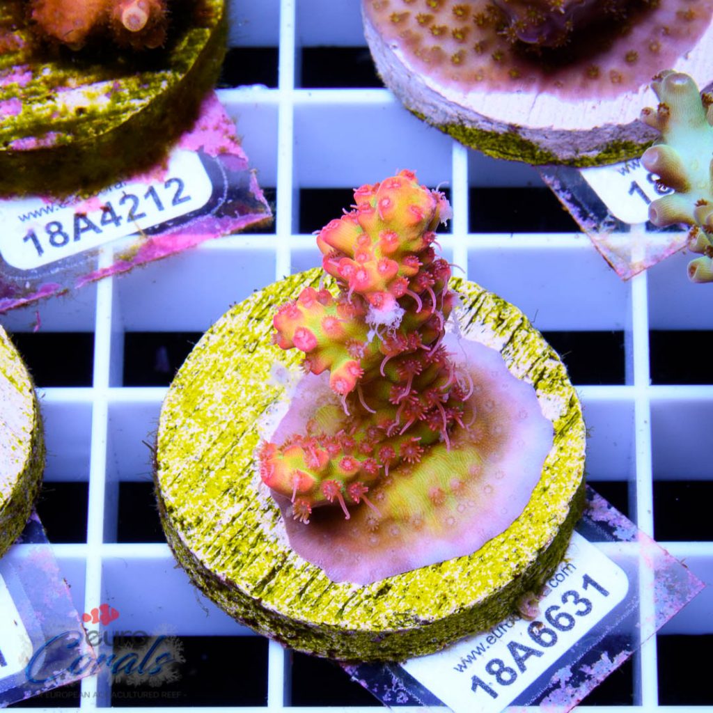 EC Super Raspberry Shortcake RARE