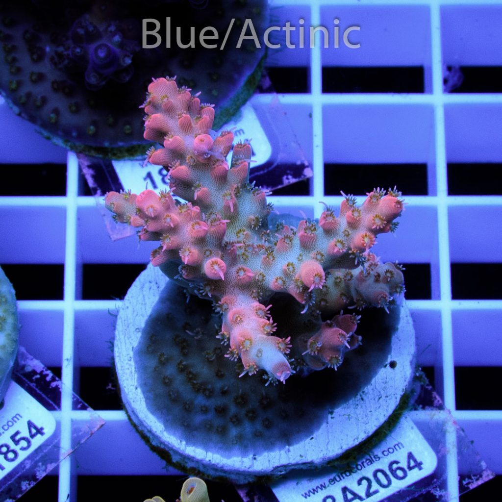 EC Pink Diamond Acro RARE - Image 2