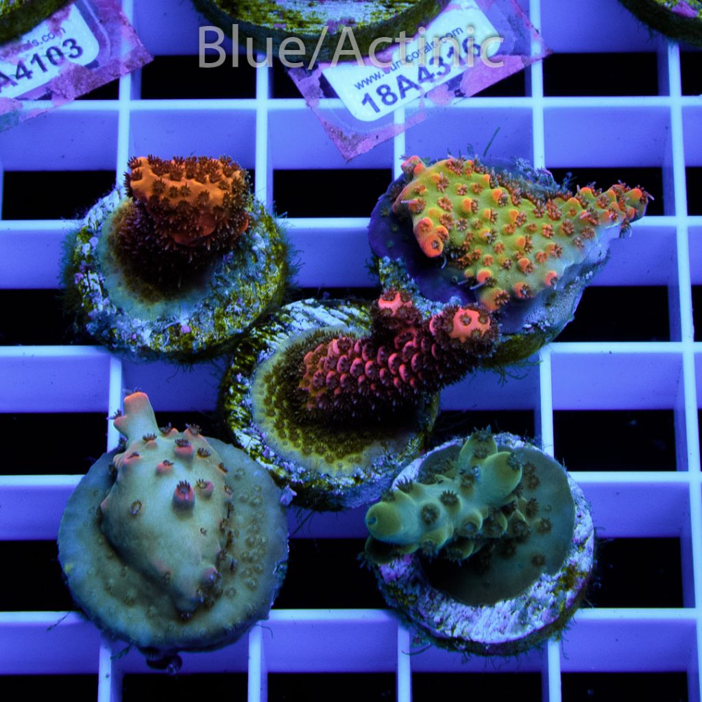 EC Premium 5 SPS Pack - Image 2