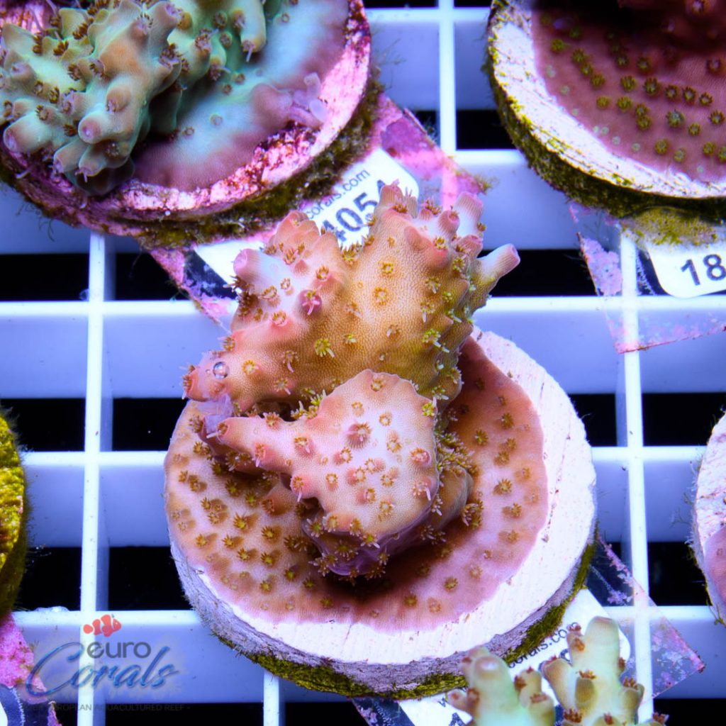 EC Pink Diamond Acro RARE