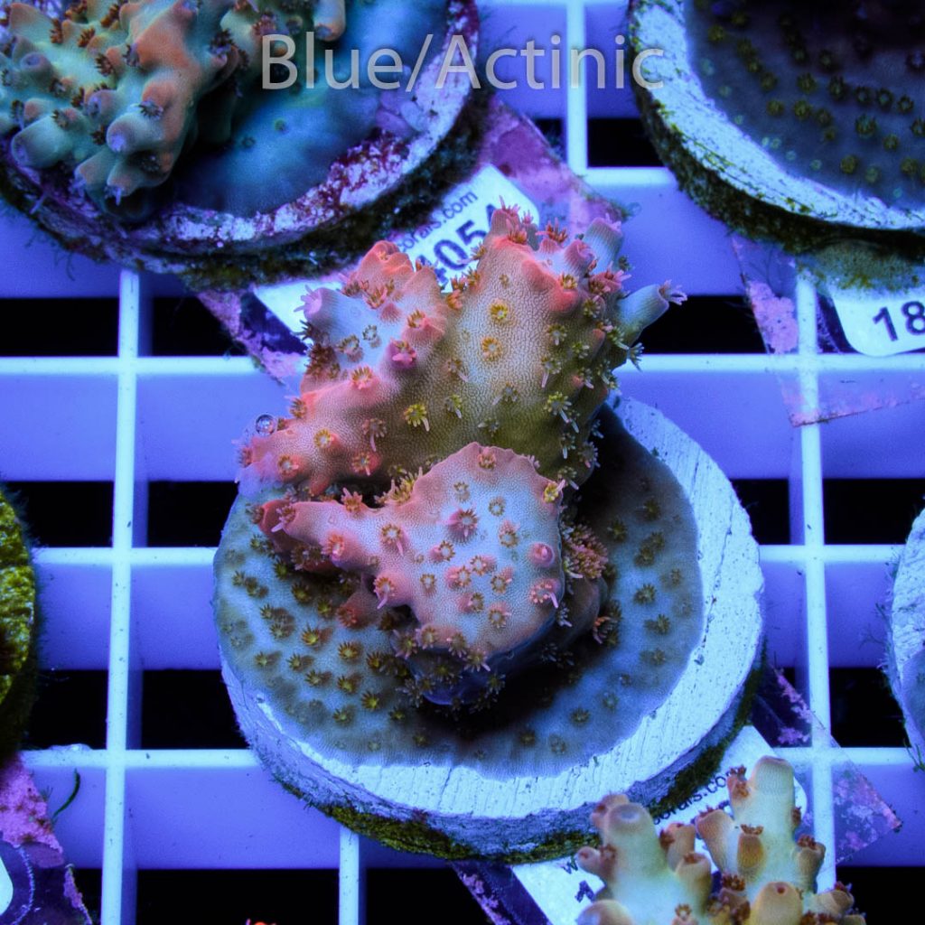 EC Pink Diamond Acro RARE - Image 2