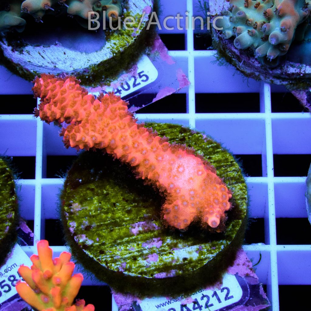 EC Blood Red Mille - Imagen 2