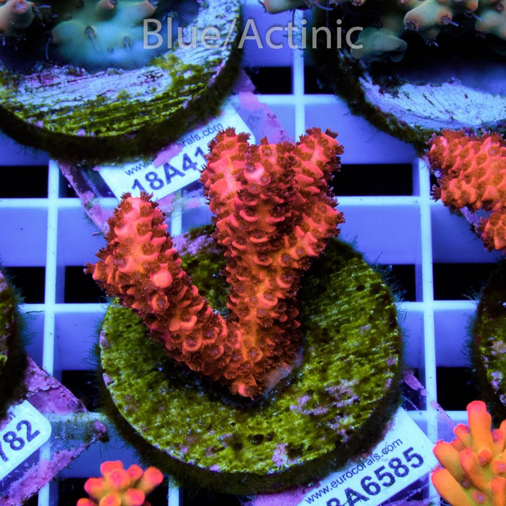 EC Blood Red Mille - Image 2