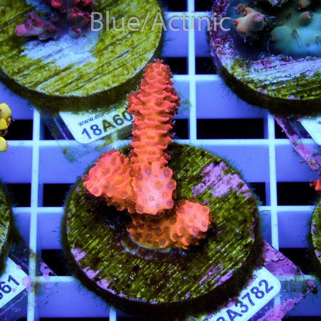 EC Blood Red Mille - Image 2