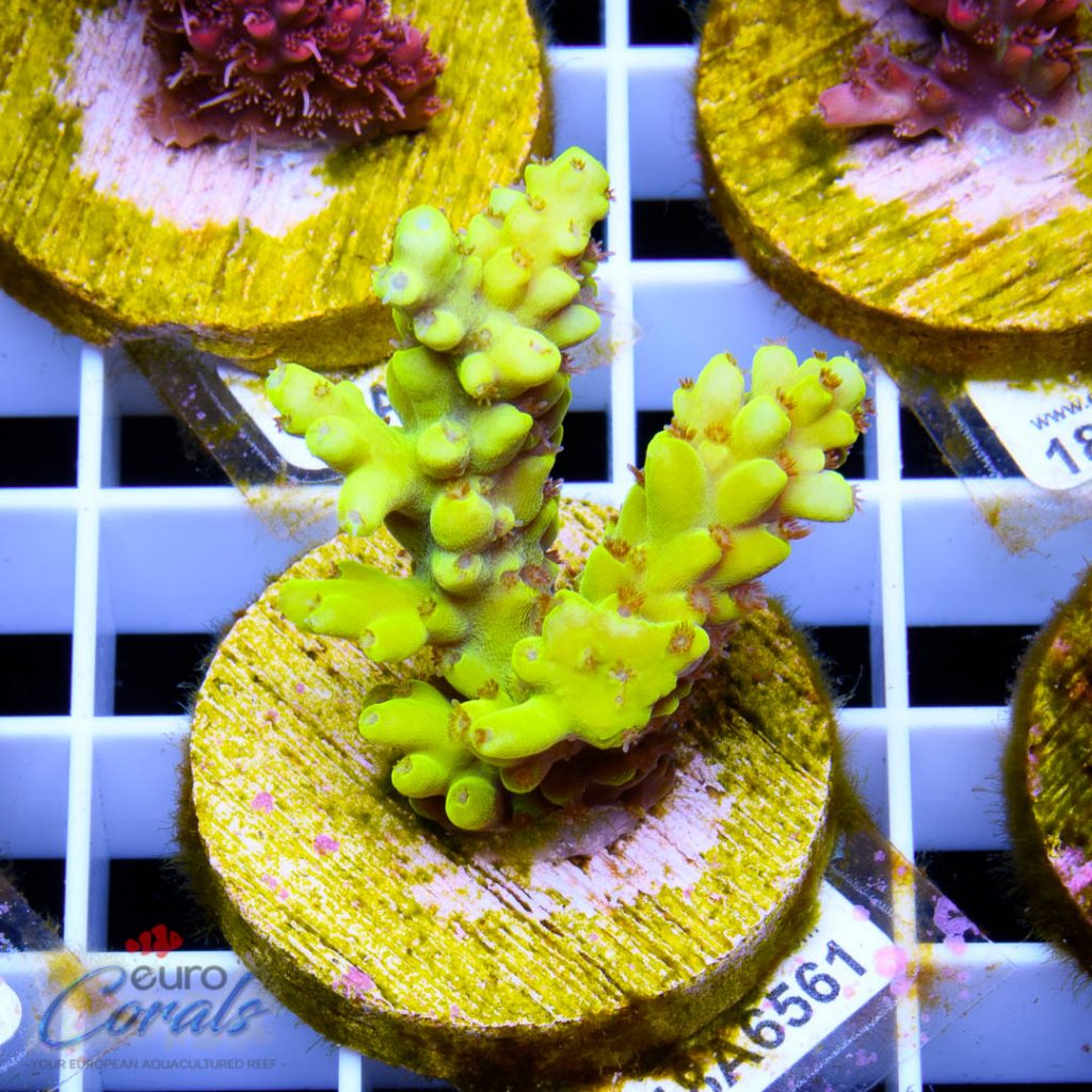 EC Super Yellow Pikachu Acro