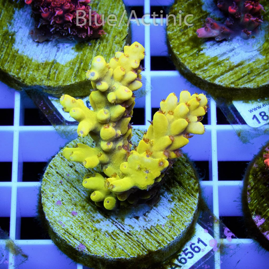 EC Super Yellow Pikachu Acro - Image 2
